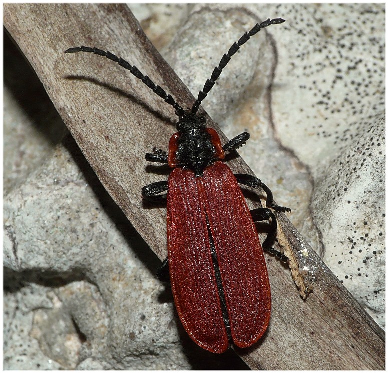 Credo di non averlo mai visto... Lygistopterus anorachilus